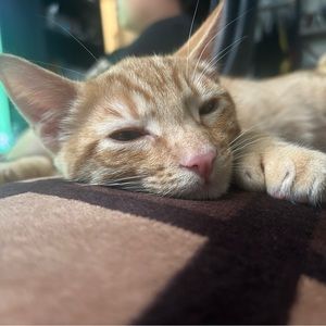 Meet your Posher, Kim